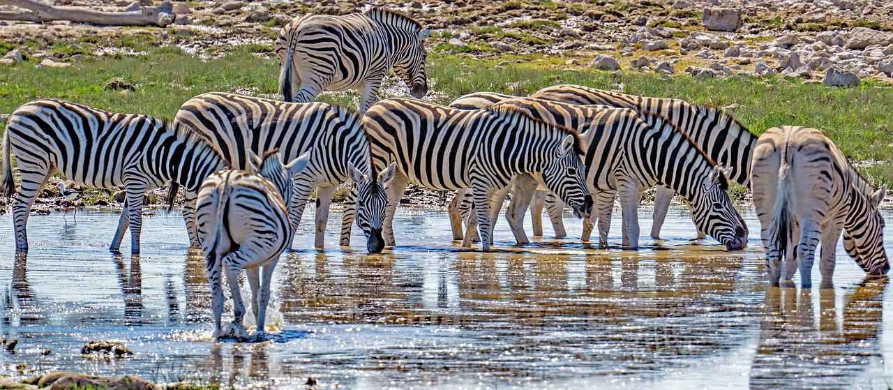 The Best Wildlife Viewing in Denali National Park